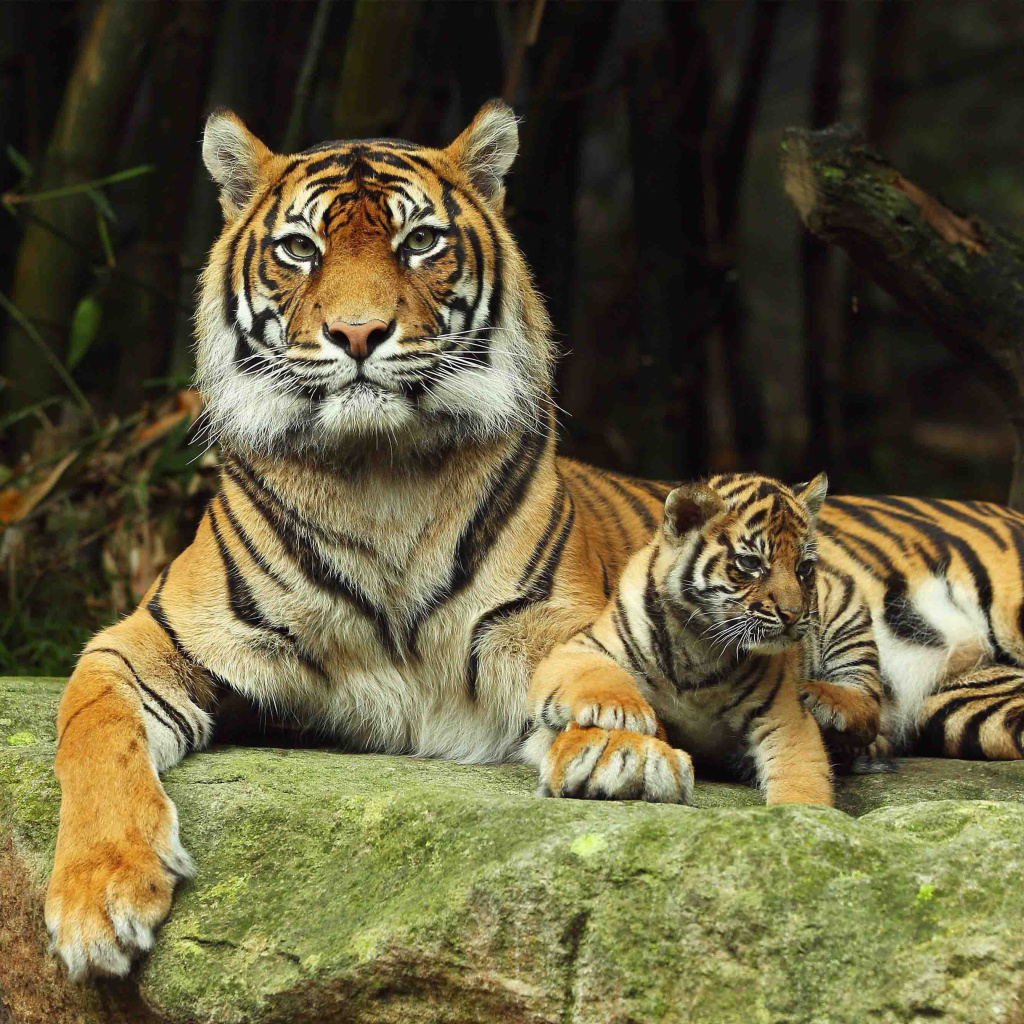 Обои Tiger Family 1024x1024