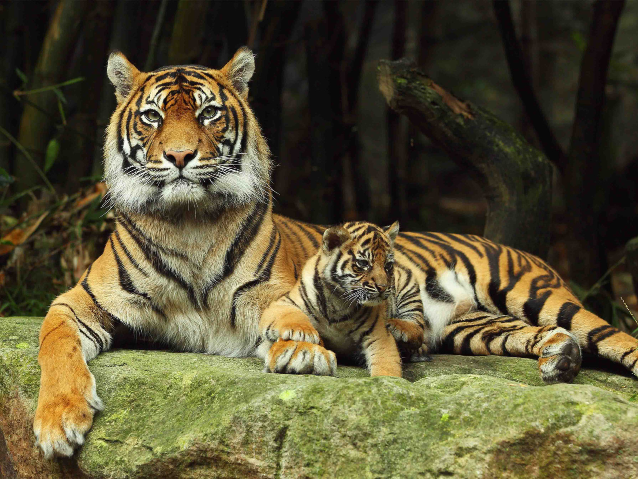 Tiger Family screenshot #1 1280x960
