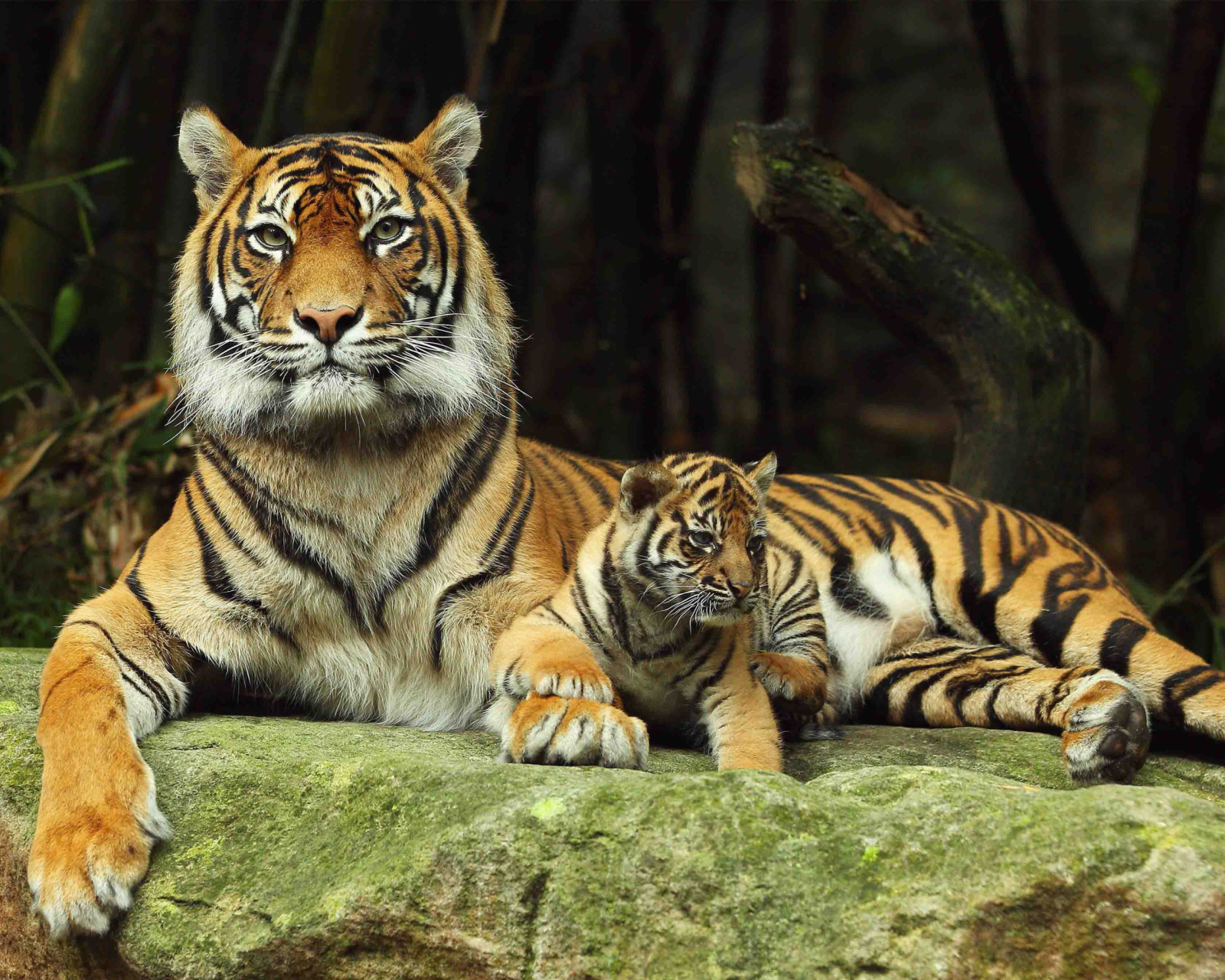 Fondo de pantalla Tiger Family 1600x1280