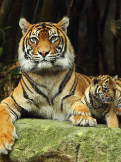Обои Tiger Family 240x320
