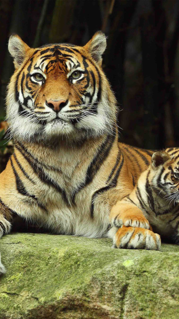 Fondo de pantalla Tiger Family 360x640