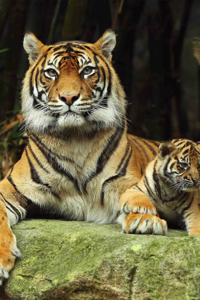 Das Tiger Family Wallpaper 640x960