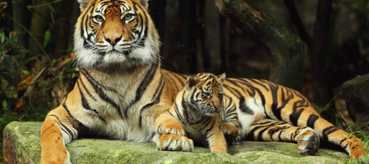 Sfondi Tiger Family 720x320