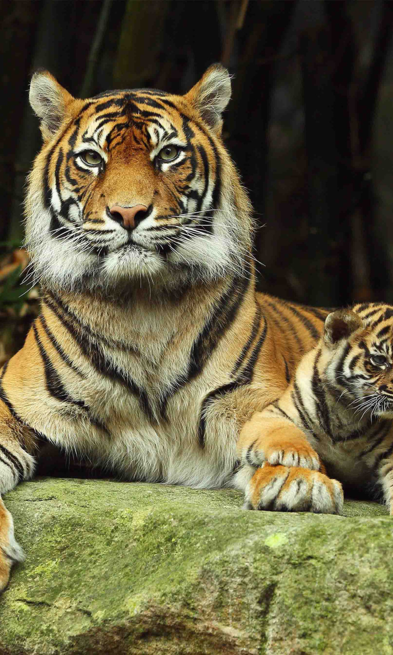 Tiger Family wallpaper 768x1280