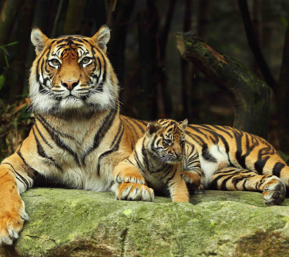 Fondo de pantalla Tiger Family 960x854