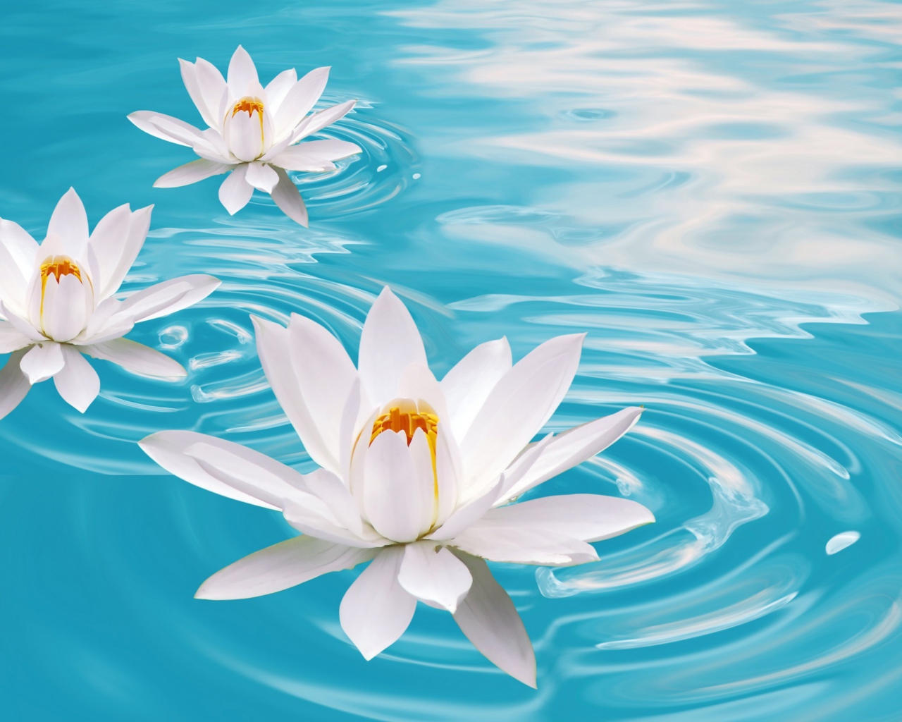 Das White Lilies And Blue Water Wallpaper 1280x1024