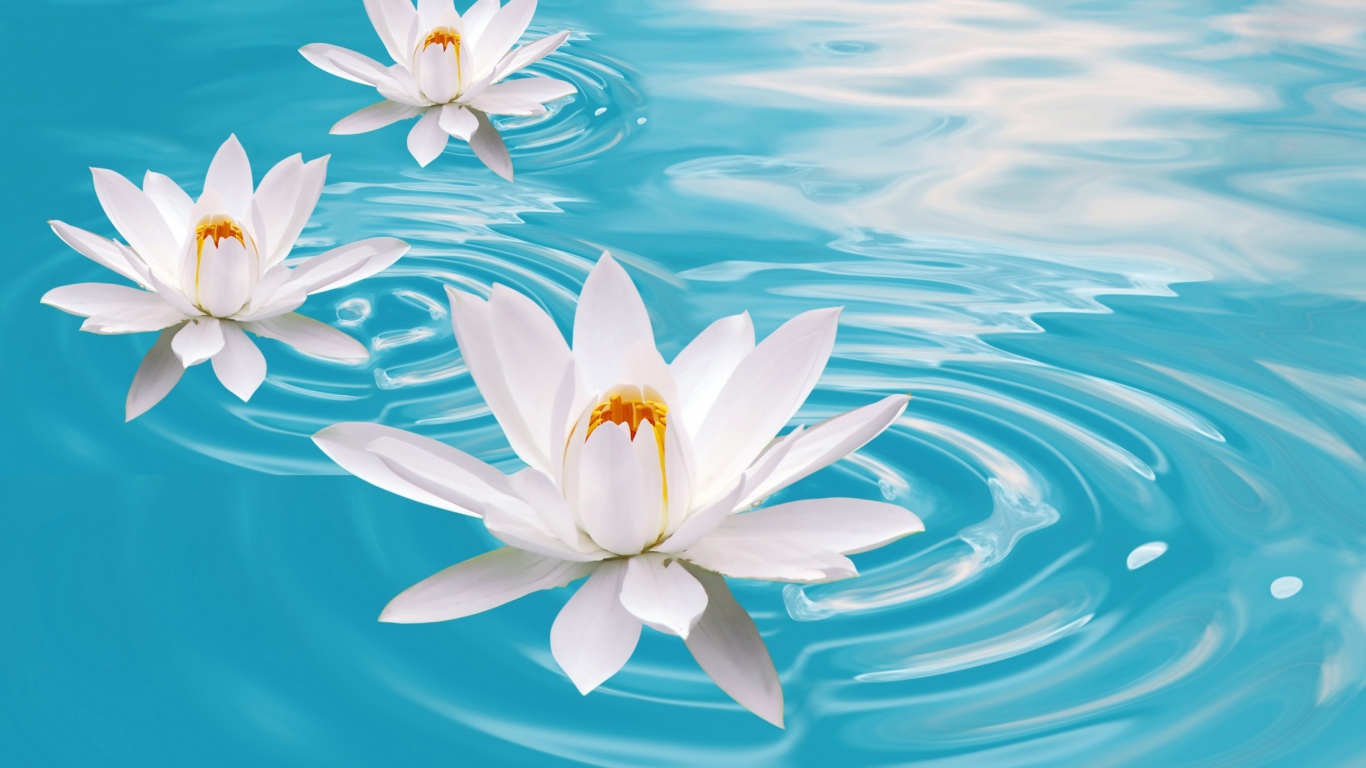 Fondo de pantalla White Lilies And Blue Water 1366x768