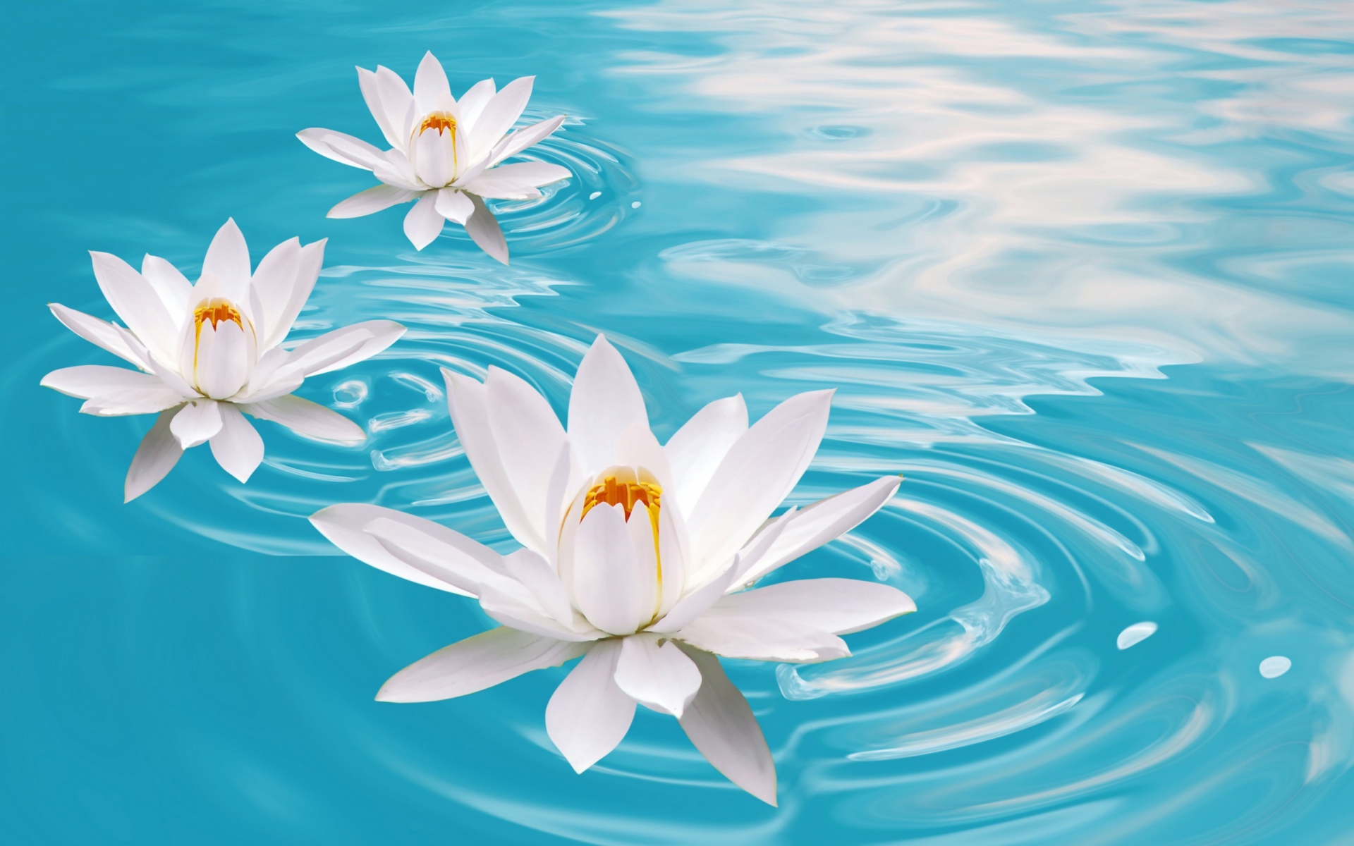 Обои White Lilies And Blue Water 1920x1200
