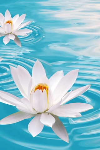 Screenshot №1 pro téma White Lilies And Blue Water 320x480