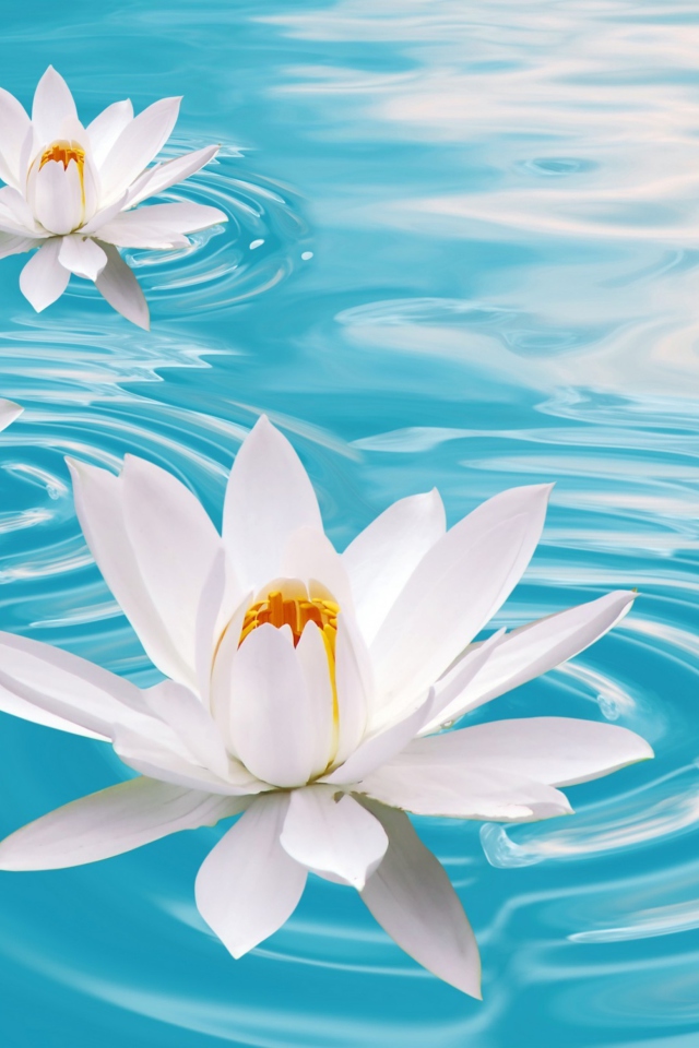 Screenshot №1 pro téma White Lilies And Blue Water 640x960