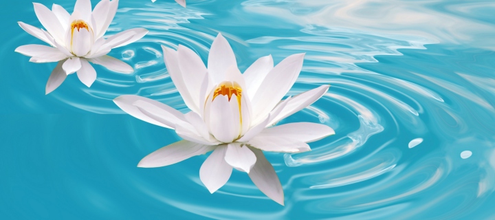 Fondo de pantalla White Lilies And Blue Water 720x320