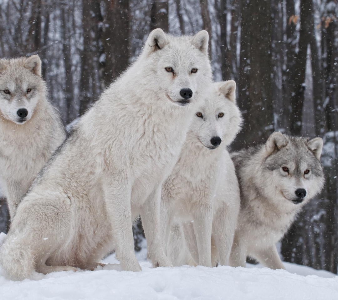 Sfondi Wolf Pack Howls 1080x960