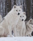 Обои Wolf Pack Howls 128x160