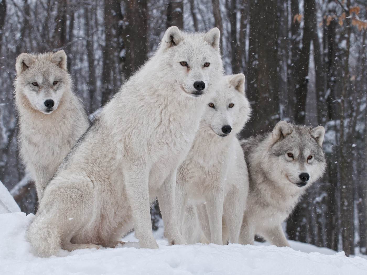 Sfondi Wolf Pack Howls 1400x1050
