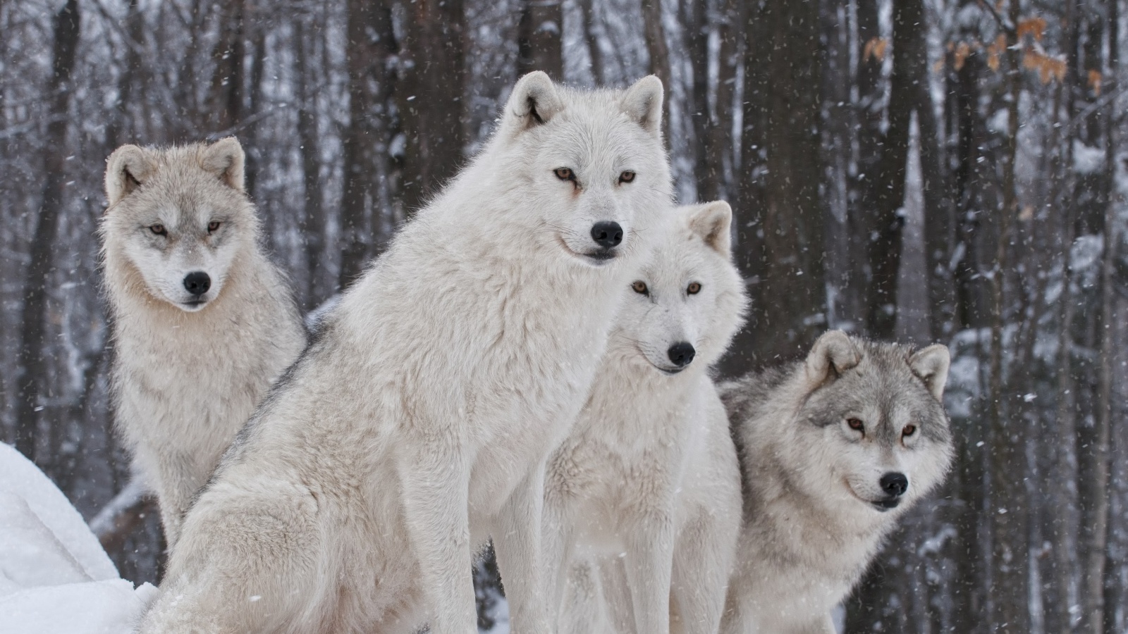 Das Wolf Pack Howls Wallpaper 1600x900