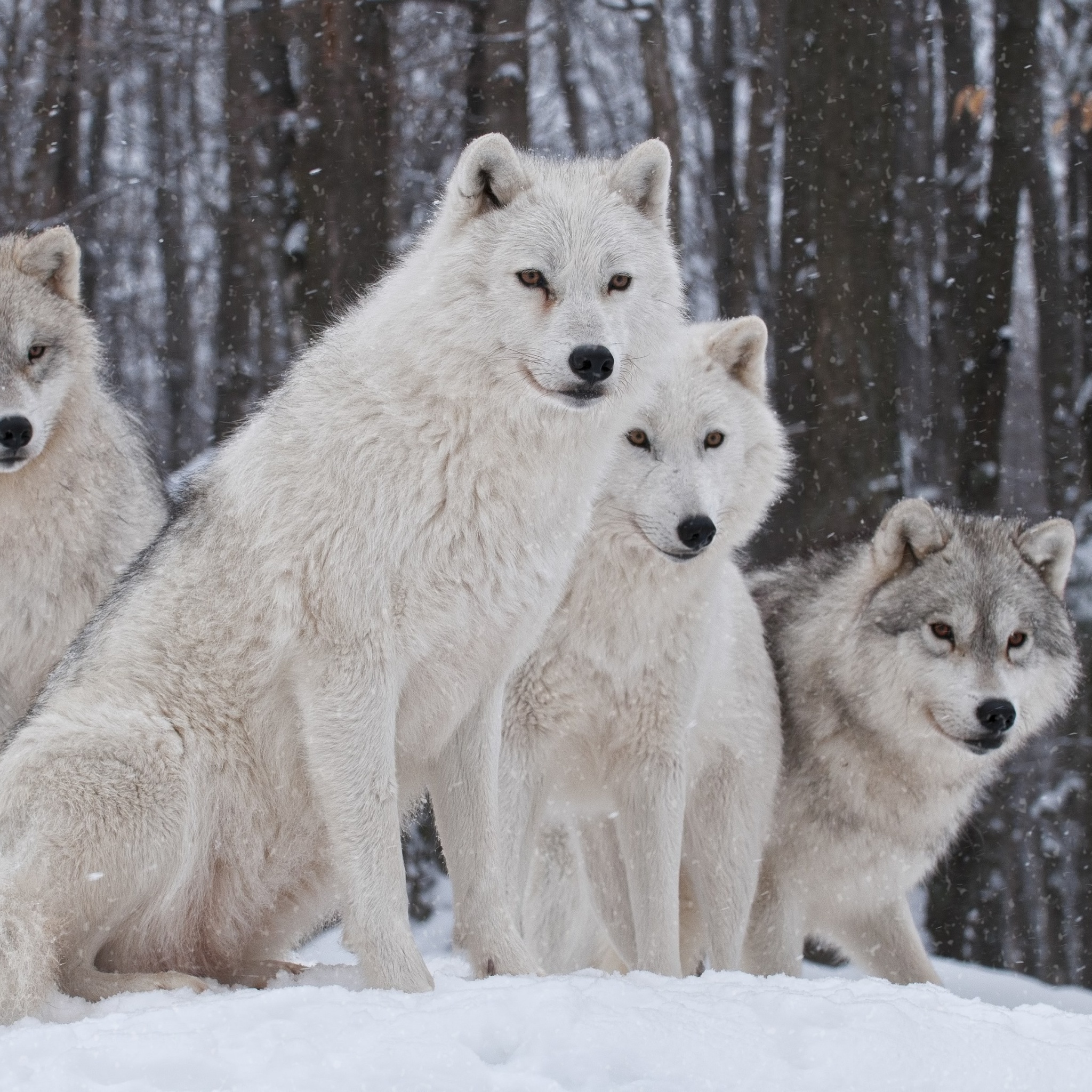 Das Wolf Pack Howls Wallpaper 2048x2048