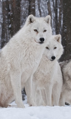 Wolf Pack Howls screenshot #1 240x400