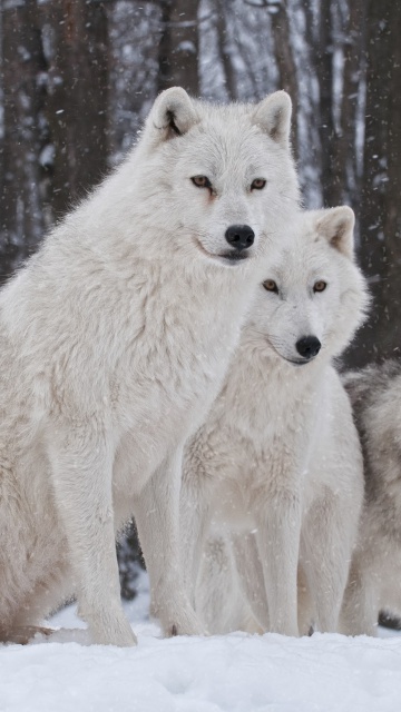 Обои Wolf Pack Howls 360x640
