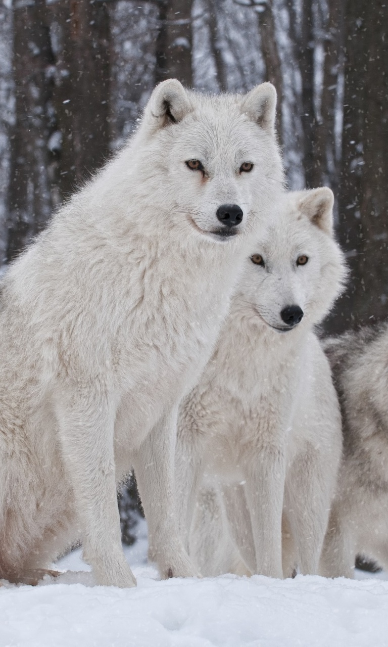 Fondo de pantalla Wolf Pack Howls 768x1280