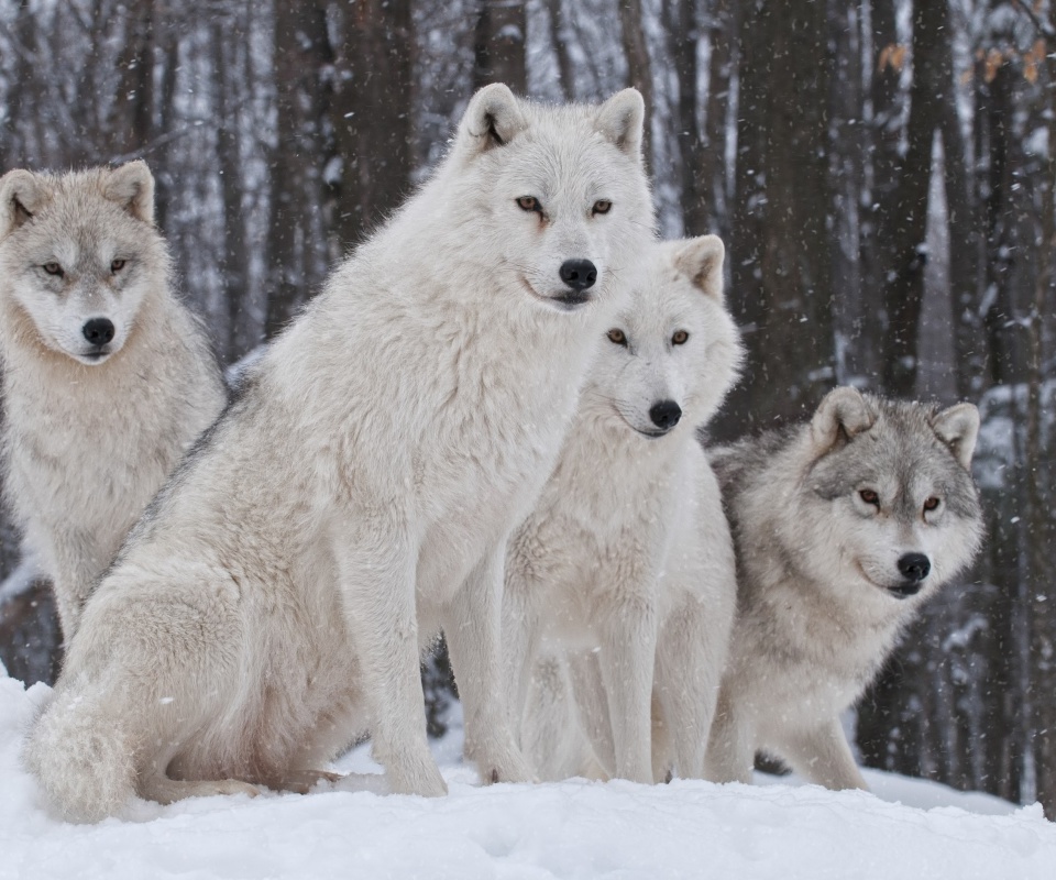 Wolf Pack Howls wallpaper 960x800