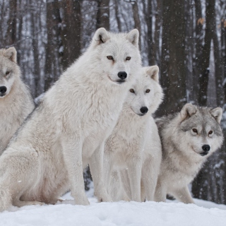 Wolf Pack Howls sfondi gratuiti per 128x128