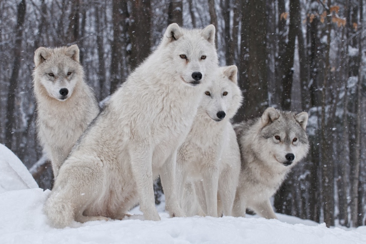 Sfondi Wolf Pack Howls
