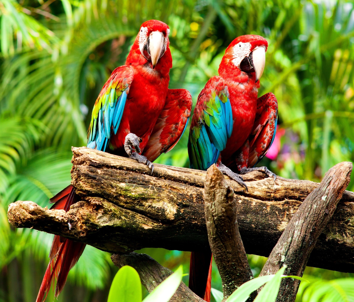 Das Exotic Birds Wallpaper 1200x1024