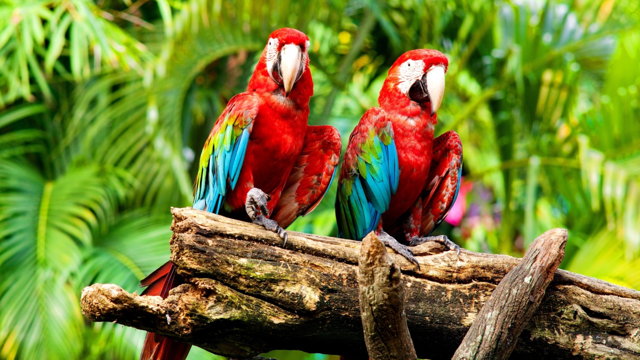 Fondo de pantalla Exotic Birds 1280x720