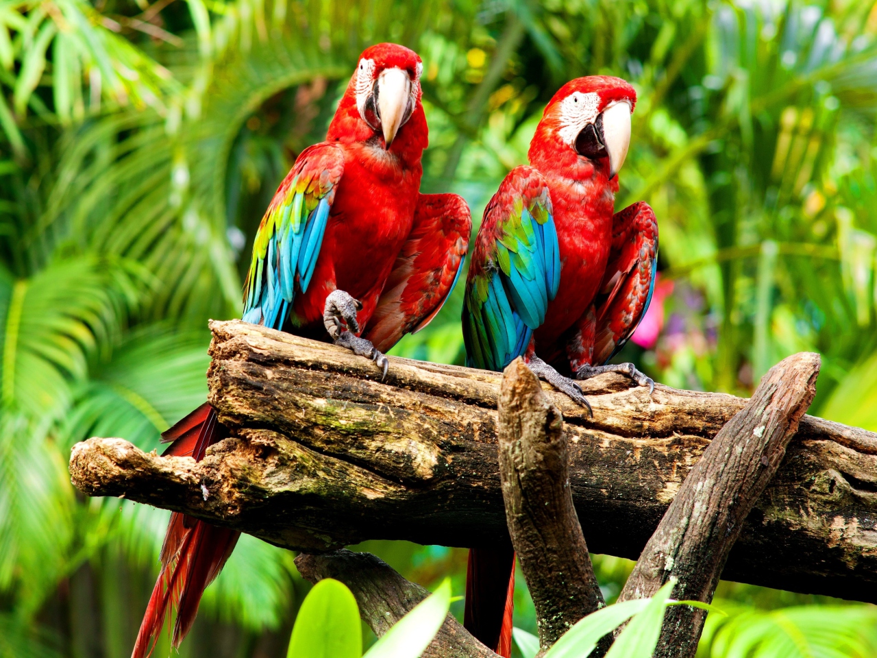 Sfondi Exotic Birds 1280x960