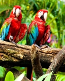 Exotic Birds wallpaper 128x160