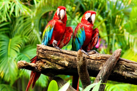 Обои Exotic Birds 480x320