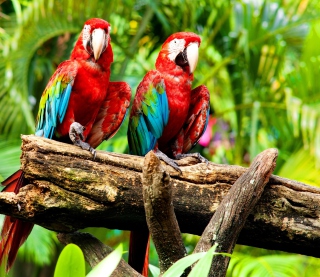 Exotic Birds - Obrázkek zdarma pro iPad