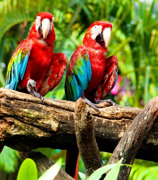 Exotic Birds - Obrázkek zdarma pro iPhone 5C
