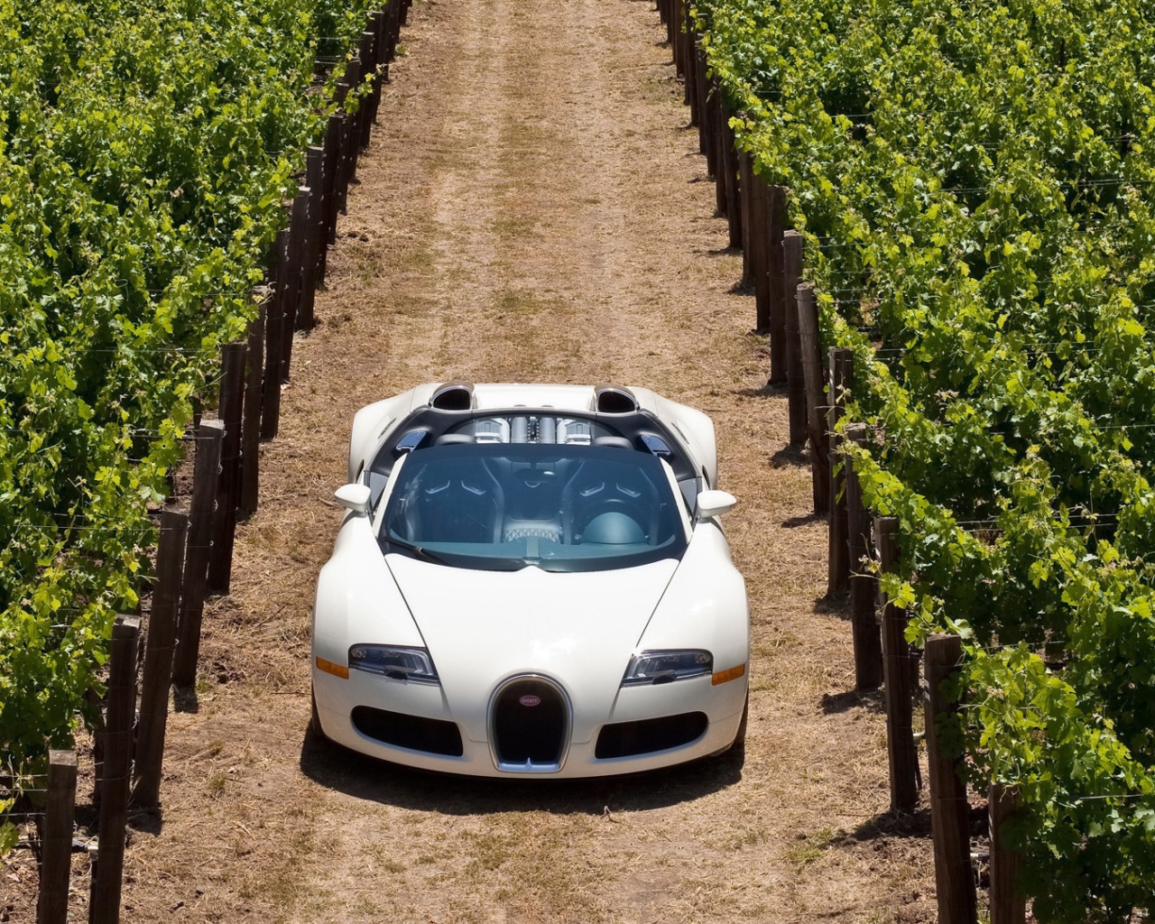 Das Bugatti Veyron In Vineyard Wallpaper 1280x1024