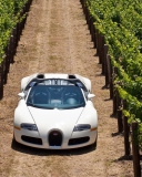Fondo de pantalla Bugatti Veyron In Vineyard 128x160
