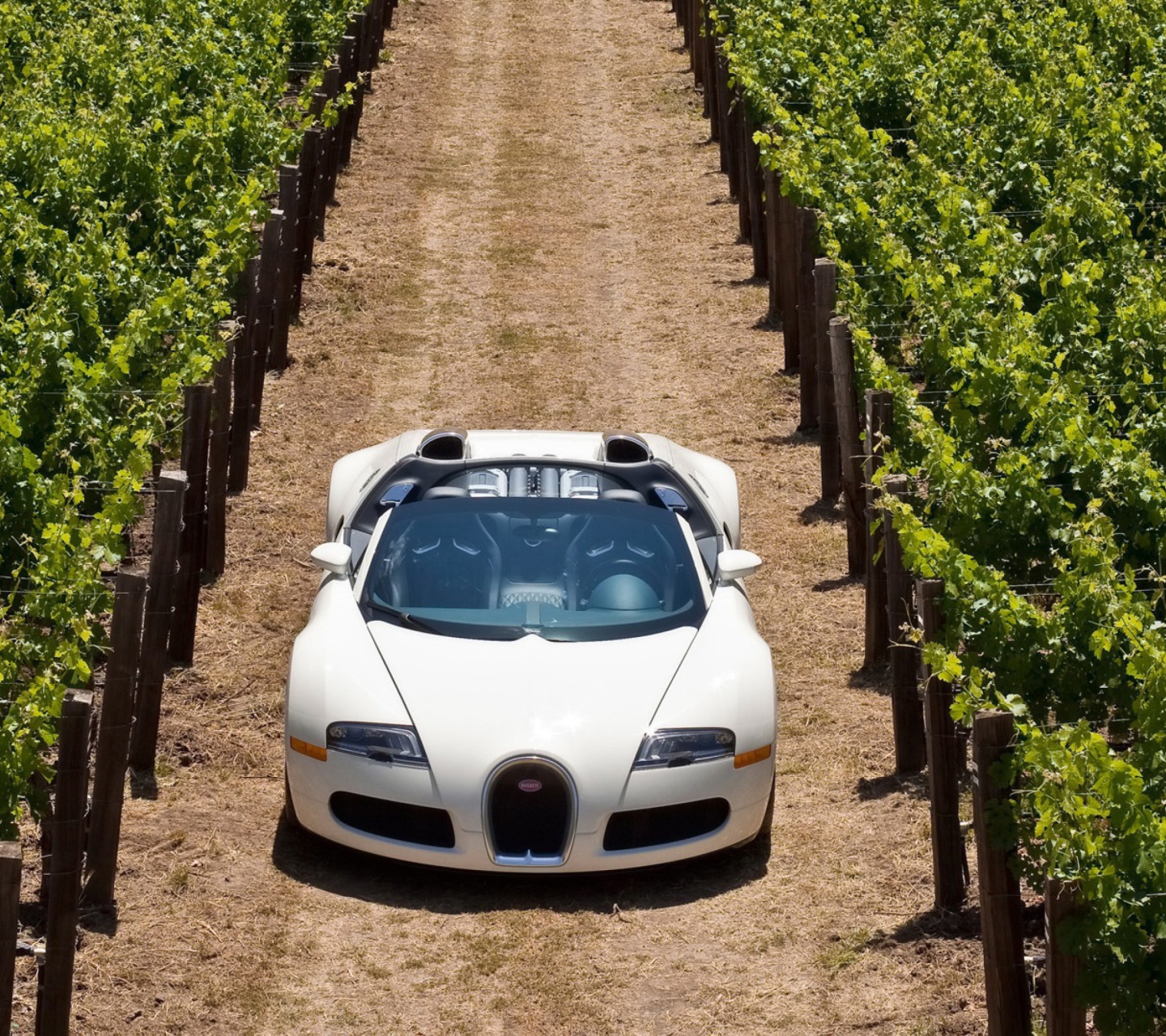 Fondo de pantalla Bugatti Veyron In Vineyard 1440x1280