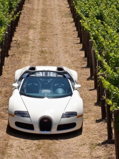 Fondo de pantalla Bugatti Veyron In Vineyard 240x320