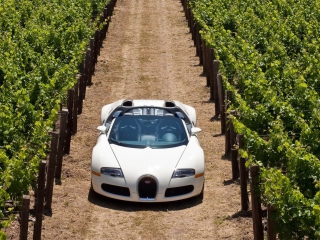 Bugatti Veyron In Vineyard wallpaper 320x240