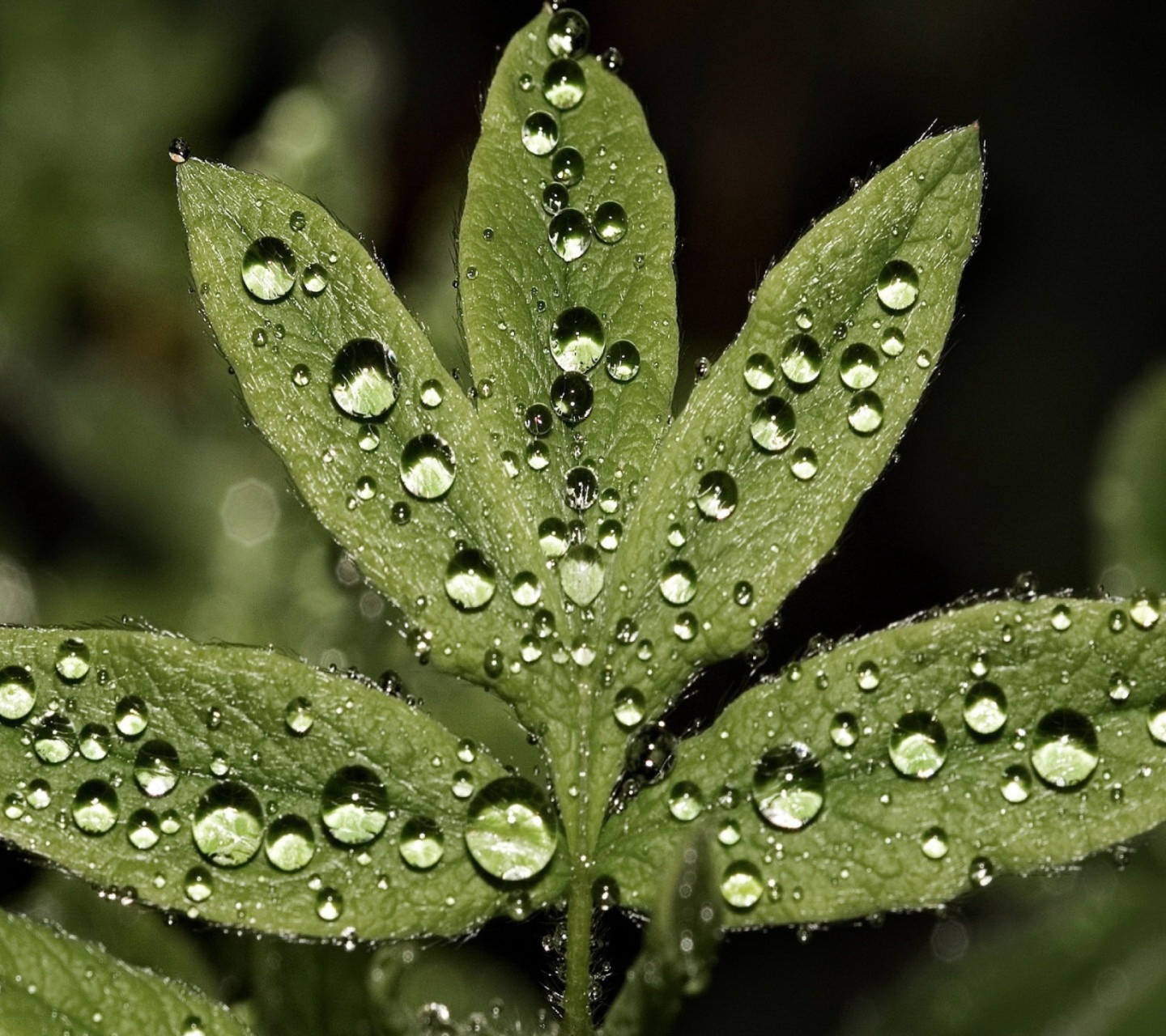 Screenshot №1 pro téma Raindrops  On Leaves 1440x1280