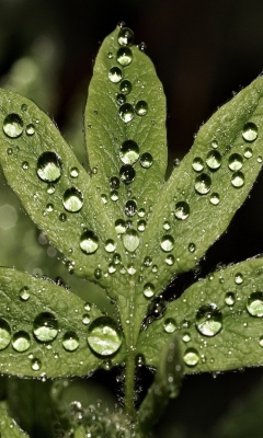 Screenshot №1 pro téma Raindrops  On Leaves 240x400