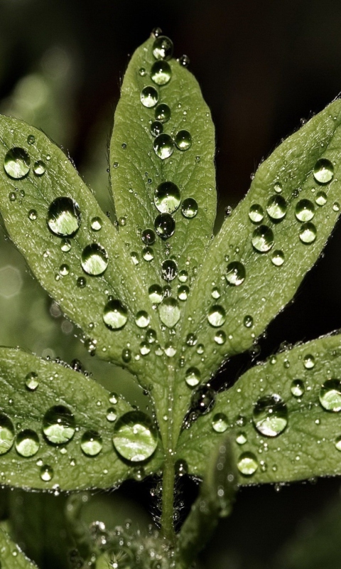 Screenshot №1 pro téma Raindrops  On Leaves 480x800