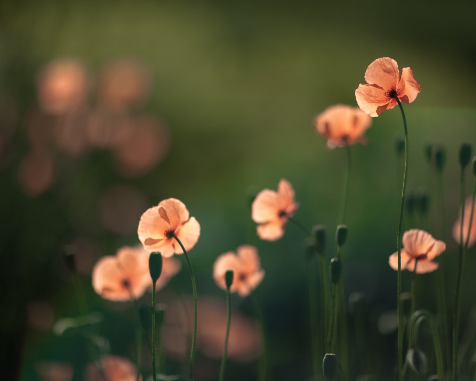 Fondo de pantalla Light Red Poppies 1600x1280