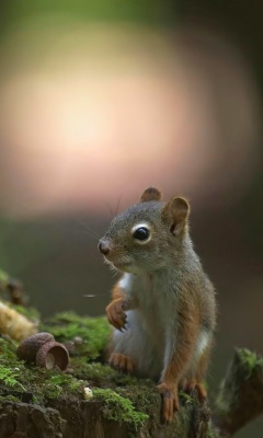 Squirrel with winter supply wallpaper 240x400