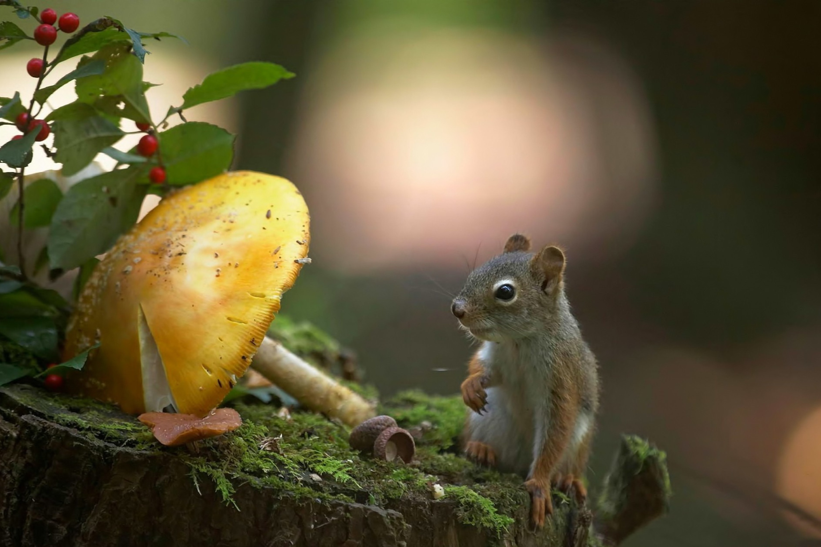 Squirrel with winter supply wallpaper 2880x1920