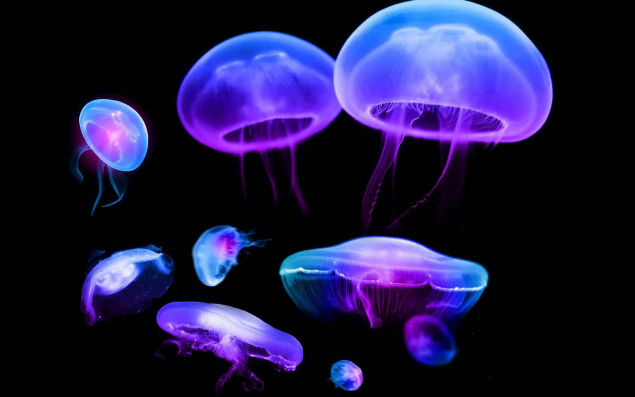 Jellyfish wallpaper 1280x800