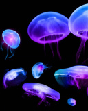 Fondo de pantalla Jellyfish 128x160