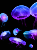 Das Jellyfish Wallpaper 132x176