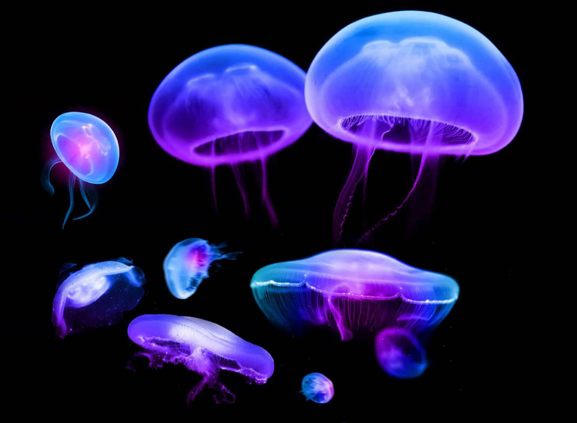 Fondo de pantalla Jellyfish 1920x1408
