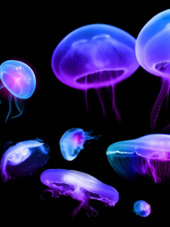 Fondo de pantalla Jellyfish 240x320
