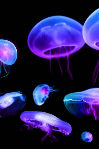 Обои Jellyfish 320x480